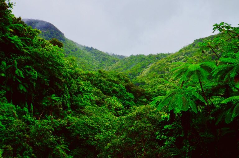 Amazon jungle visit